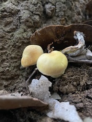 Agaricales