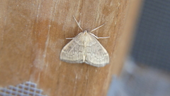 Anania fuscalis
