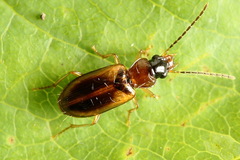 Anthracus consputus