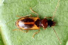 Anthracus consputus