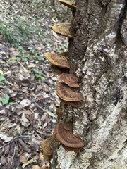 Fuscoporia gilva