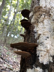 Fuscoporia gilva