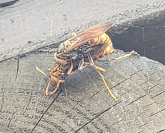 Polistes jokahamae
