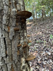Fuscoporia gilva