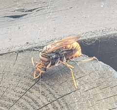 Polistes jokahamae