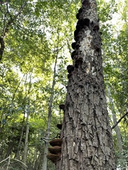 Fuscoporia gilva