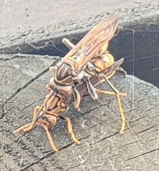Polistes jokahamae