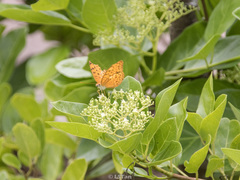 Phalanta phalantha phalantha