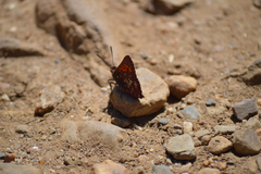 Aloeides thyra thyra