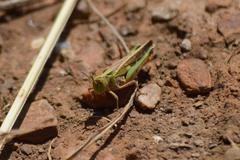 Aiolopus thalassinus