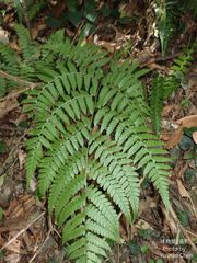 Diplazium viridissimum