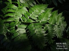 Diplazium viridissimum