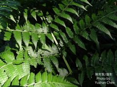 Diplazium viridissimum