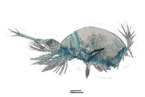 photo of Cyclopoid Copepods (Cyclopoida)