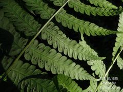 Diplazium viridissimum