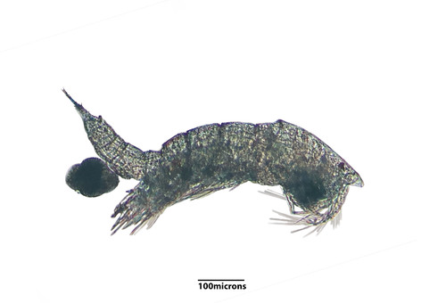 photo of Harpacticoid Copepods (Harpacticoida)