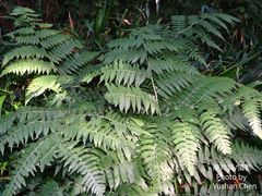 Diplazium viridissimum