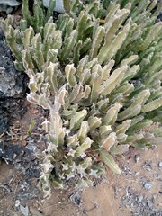 Cereus hildmannianus