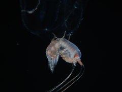 Hyperiidae