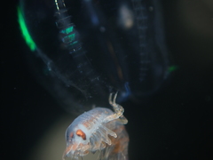 Hyperiidae