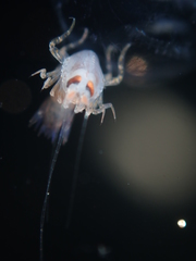 Hyperiidae