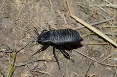 Blaps transversalis