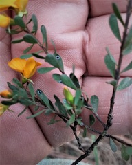 Pultenaea altissima