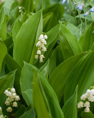 Convallaria