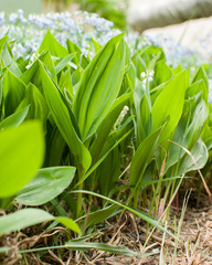 Convallaria