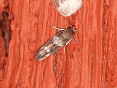 Mompha subbistrigella