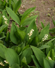 Convallaria