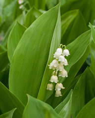 Convallaria