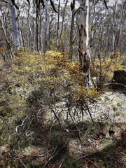 Pultenaea altissima