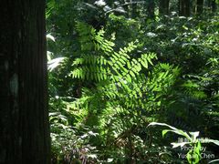 Diplazium amamianum
