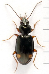 Bembidion biguttatum