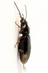 Bembidion biguttatum