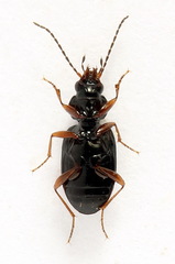 Bembidion biguttatum