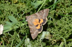 Catocala neonympha
