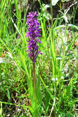 Dactylorhiza umbrosa