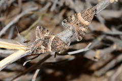 Drasteria picta