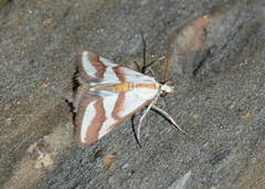 Turania pentodontalis