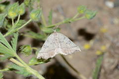 Eilicrinia subcordaria