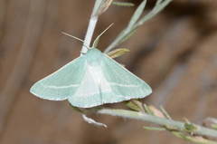 Holoterpna diagrapharia