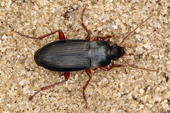 Calathus erratus
