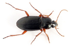 Calathus erratus