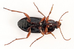 Calathus erratus