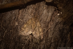 Polyclysta hypogrammata