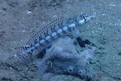 Parapercis tetracantha