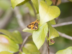Oriens paragola