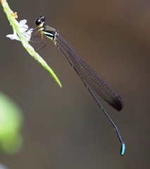 Platysticta serendibica